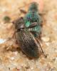 Polydrusus pulchellus